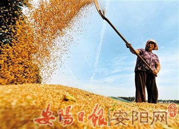 5月26日,河南省郸城县石槽镇单楼村村民在扬场.